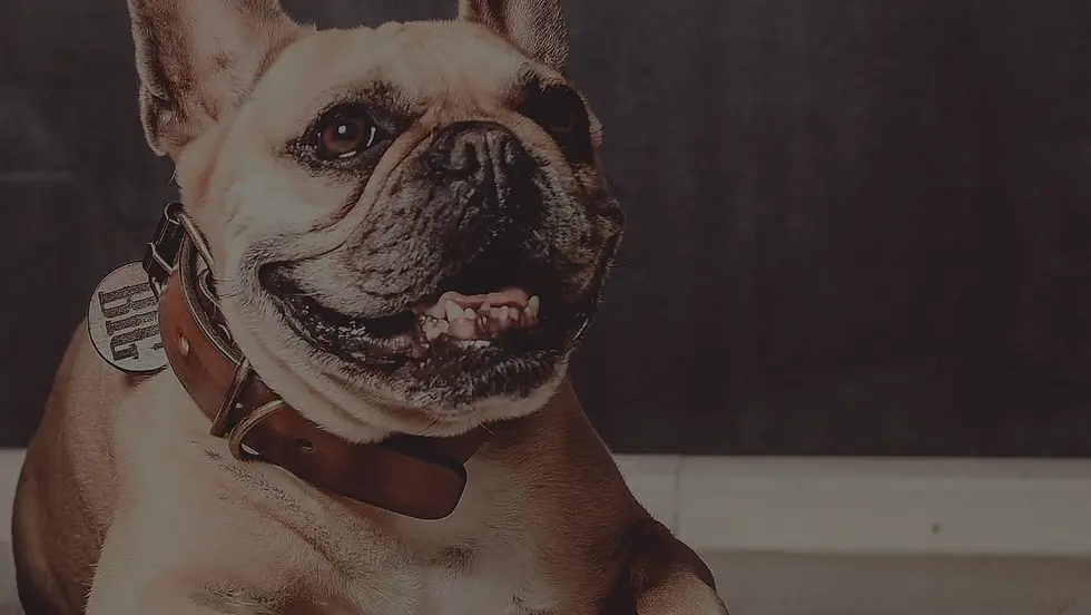 Hundehalsband-Start.webp
