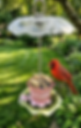 A pink rose-shaped teacup bird feeder hanging in a garden with a male Northern Cardinal perched on the handle eating seeds.