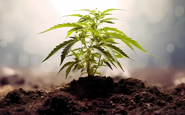 The Crucial Role of Genetics for Maximum Cannabis Yields!