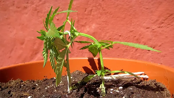 Cannabis Training: Low-Stress Technique for Training Plants