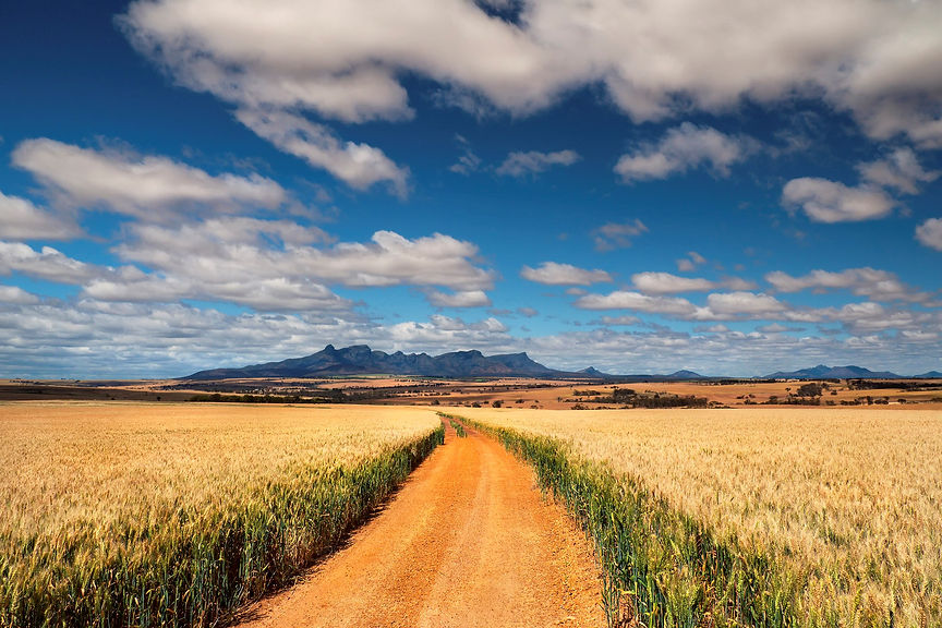 Crop Field - David Ashley.jpg