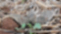 GRDC Mouse Surveillance and Management in the Western Australian Grains Industry
