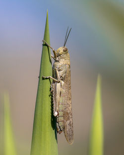 2016-Purchased-Migratory-locust-perched-