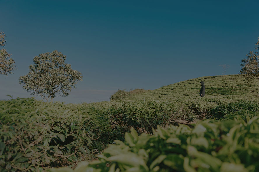 A landscape of a hill covered in greenery, with a tree and a person in shot. Context of Sustainablity