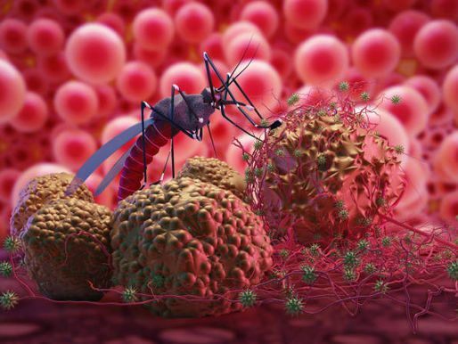 Understanding Dengue Testing: NS1, IgG & IgM – What They Mean & Why Timing Matters