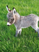 THE 4 MOST RAREEST PETS IN THE WORLD