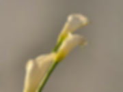 ★IMG_6964.JPEG