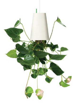 Làm vườn trong nhà phố