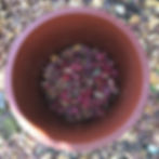 ree
