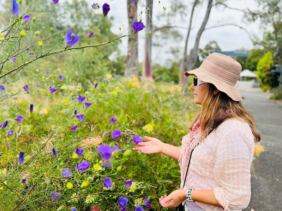 Kunzea: “The smell of the Australian bush”
