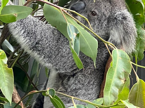 The Queen of lemon herbs: Lemon Myrtle