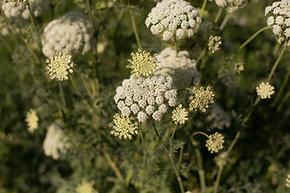 8R6A8961_edited.jpg