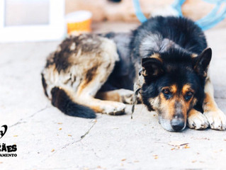 Entenda porque cães fogem de casa