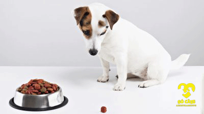 Por que o cachorro pega a ração do pote pra comer longe?