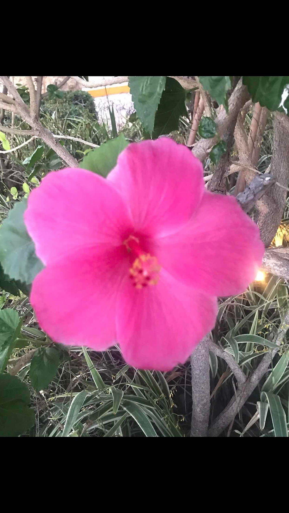 Aloha Palm Blossom