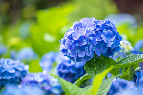 iStock-2211494354.jpg