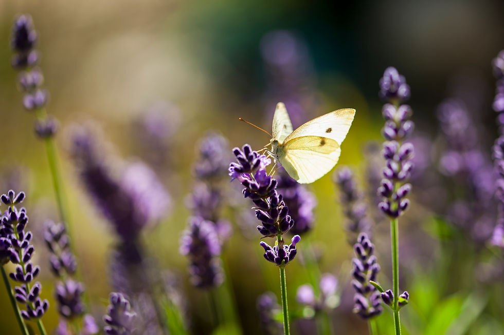 iStock-2254616833.jpg