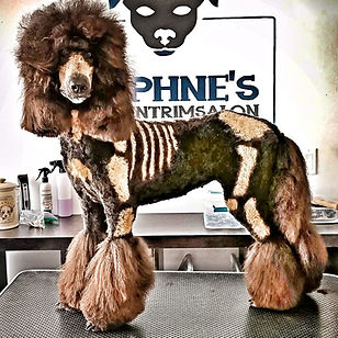 Daphne's dog Luxe for halloween