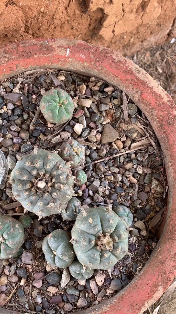 Thumbnail: Peyote Cactus Flower Essence