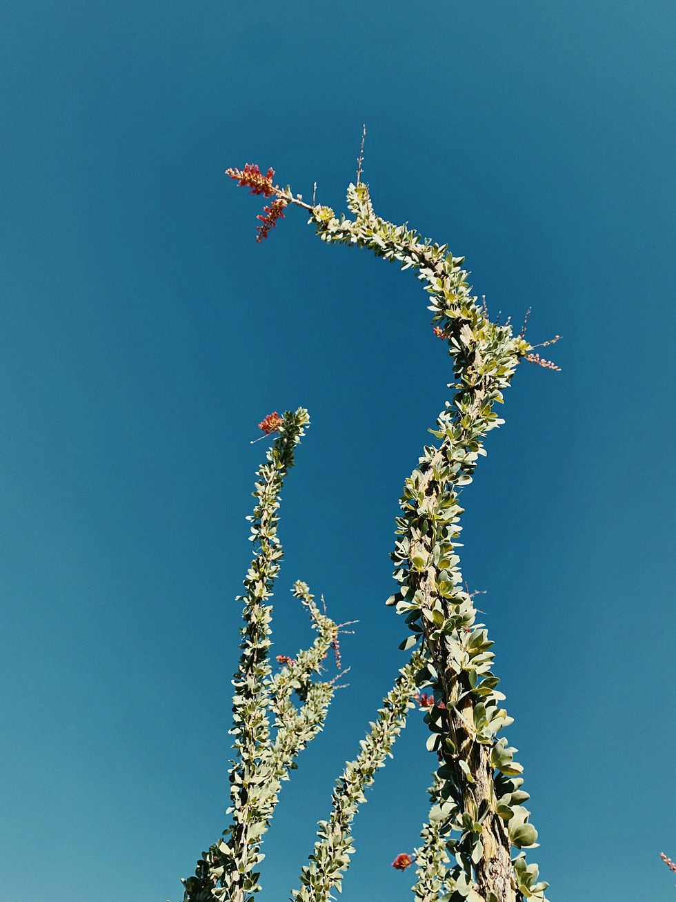 Thumbnail: Ocotillo Elixir