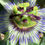 Thumbnail: Passionflower Flower Essence