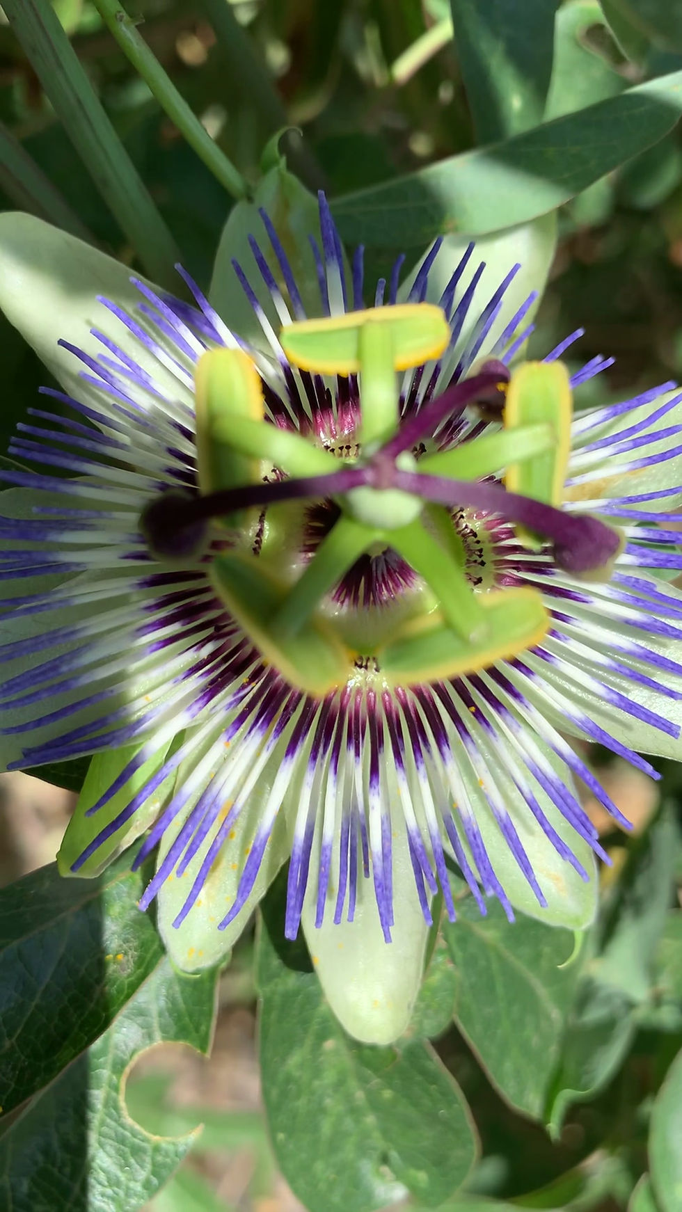 Thumbnail: Passionflower Flower Essence