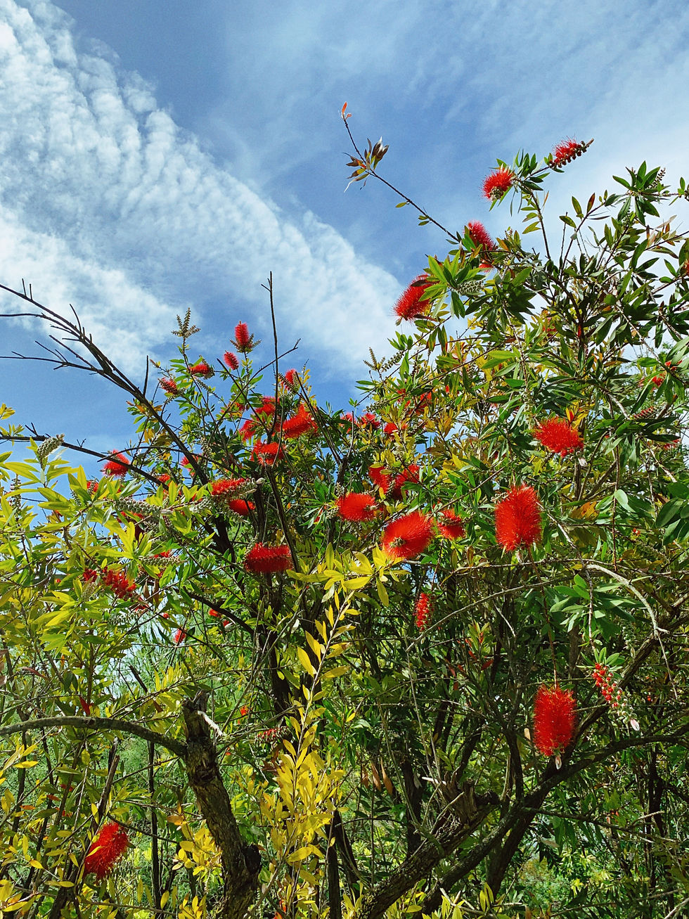 Thumbnail: Red Bottlebrush Flower Essence