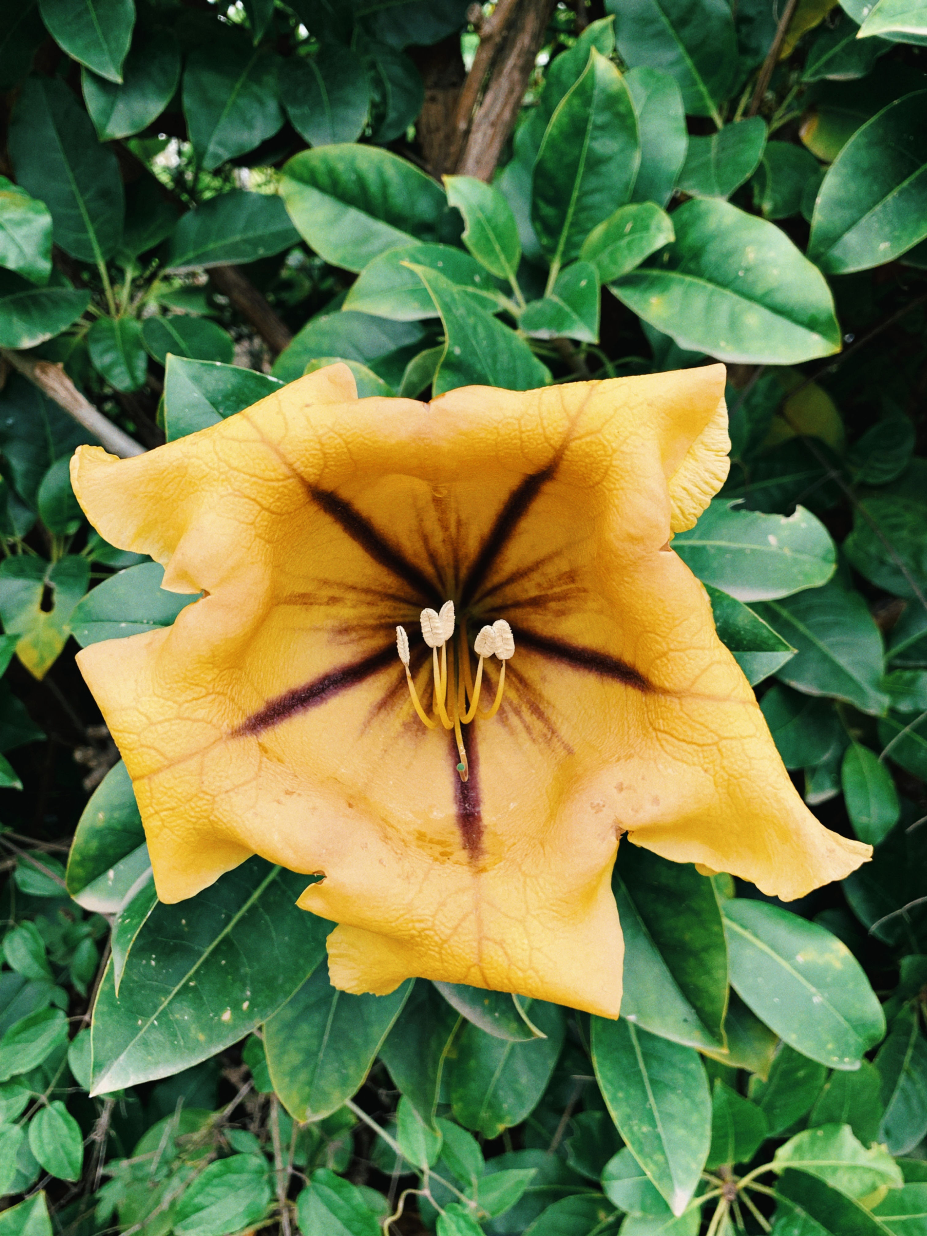 Golden Chalice Vine Flower Essence