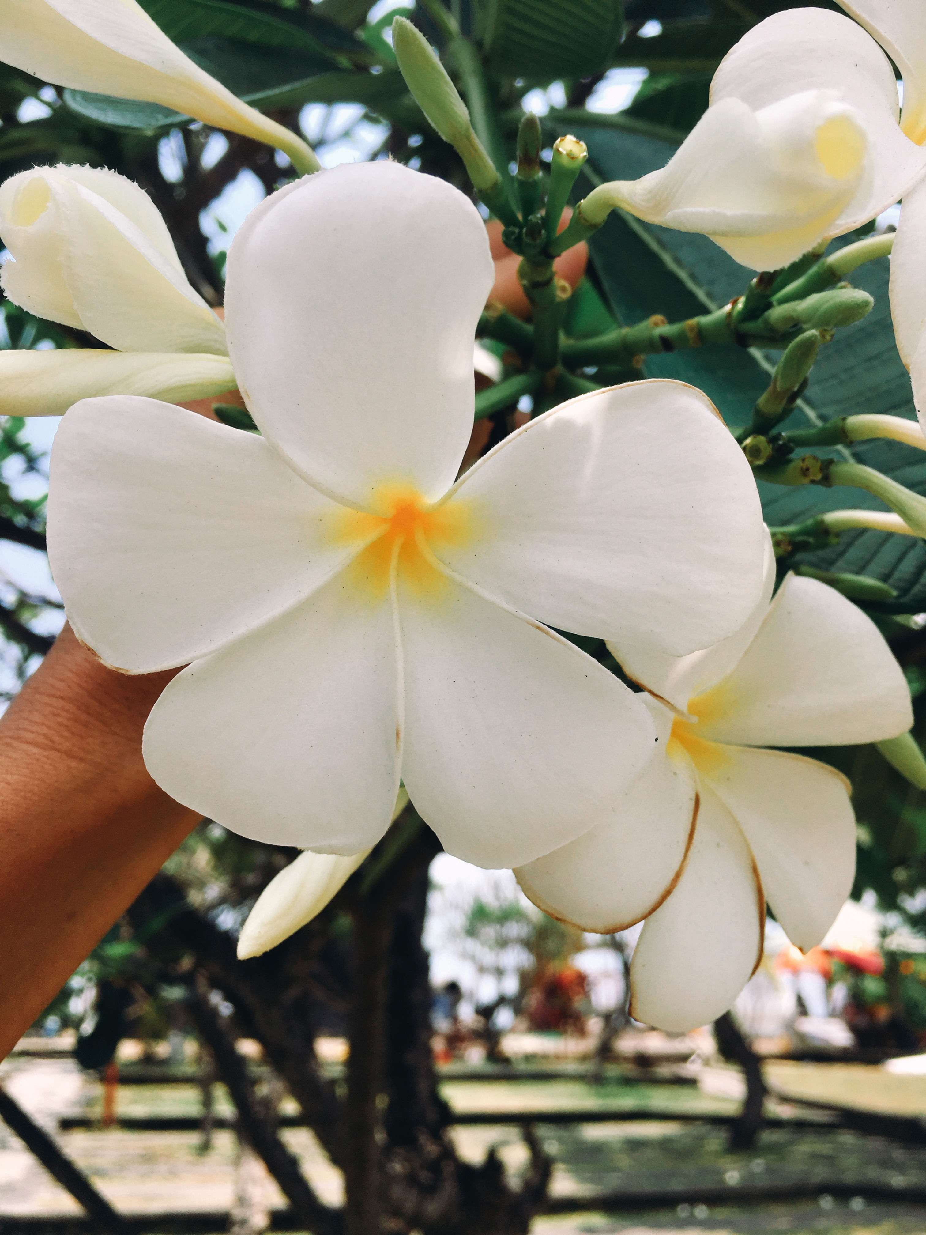 Frangipani (Plumeria) Flower Essence