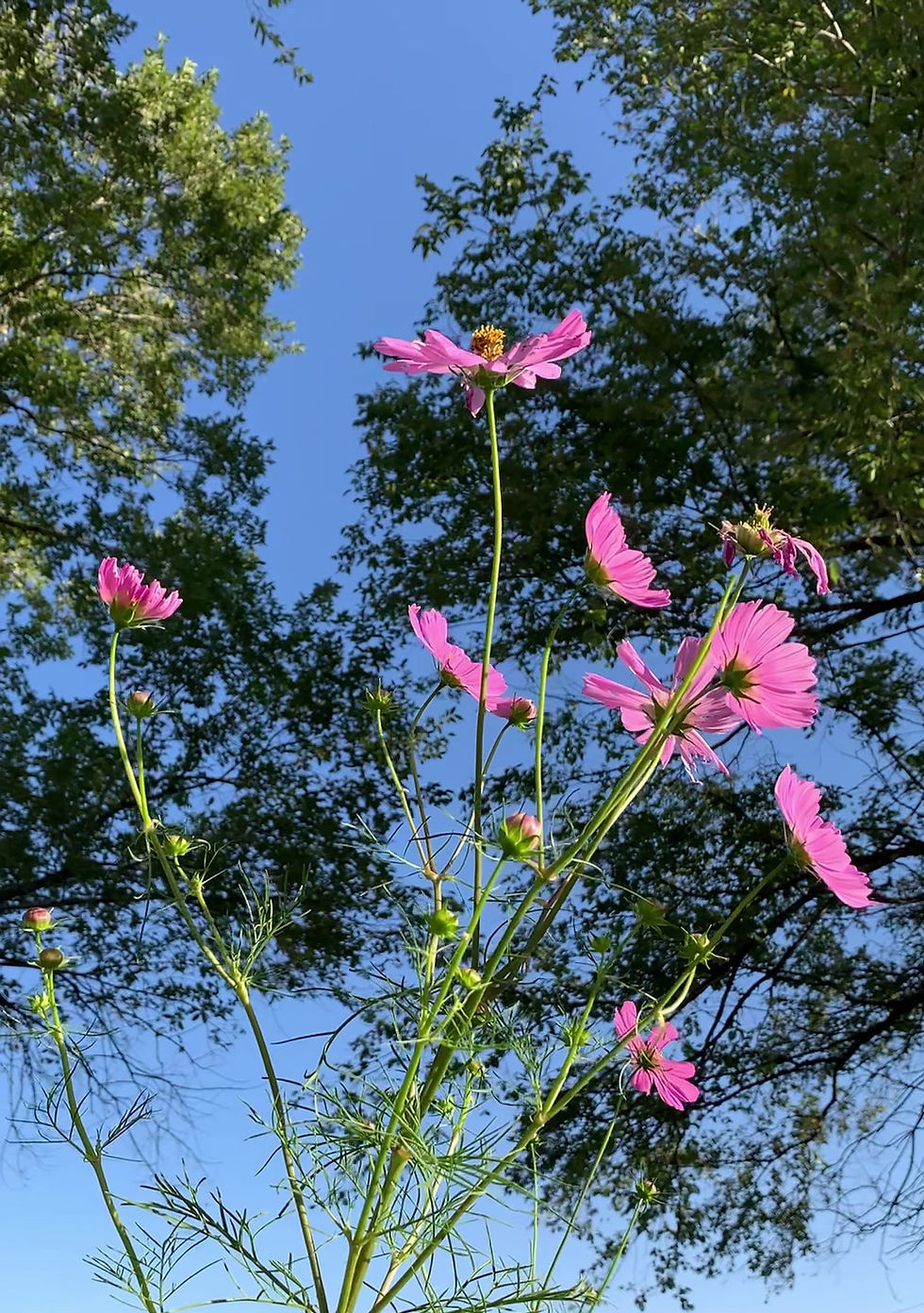 Thumbnail: Cosmos Flower Essence
