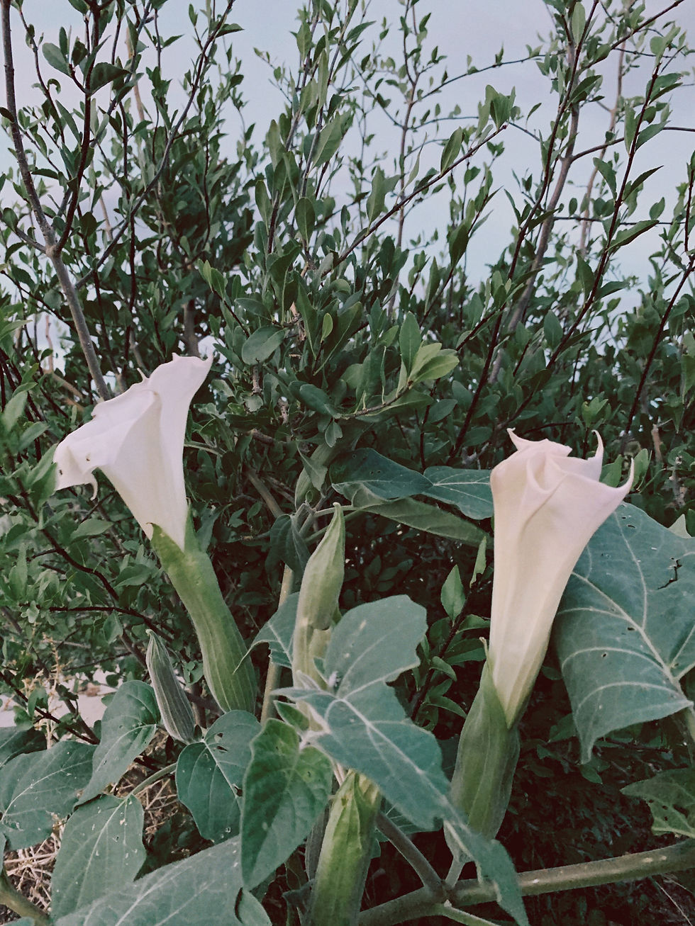 Miniatura: Sacred Datura Flower Essence