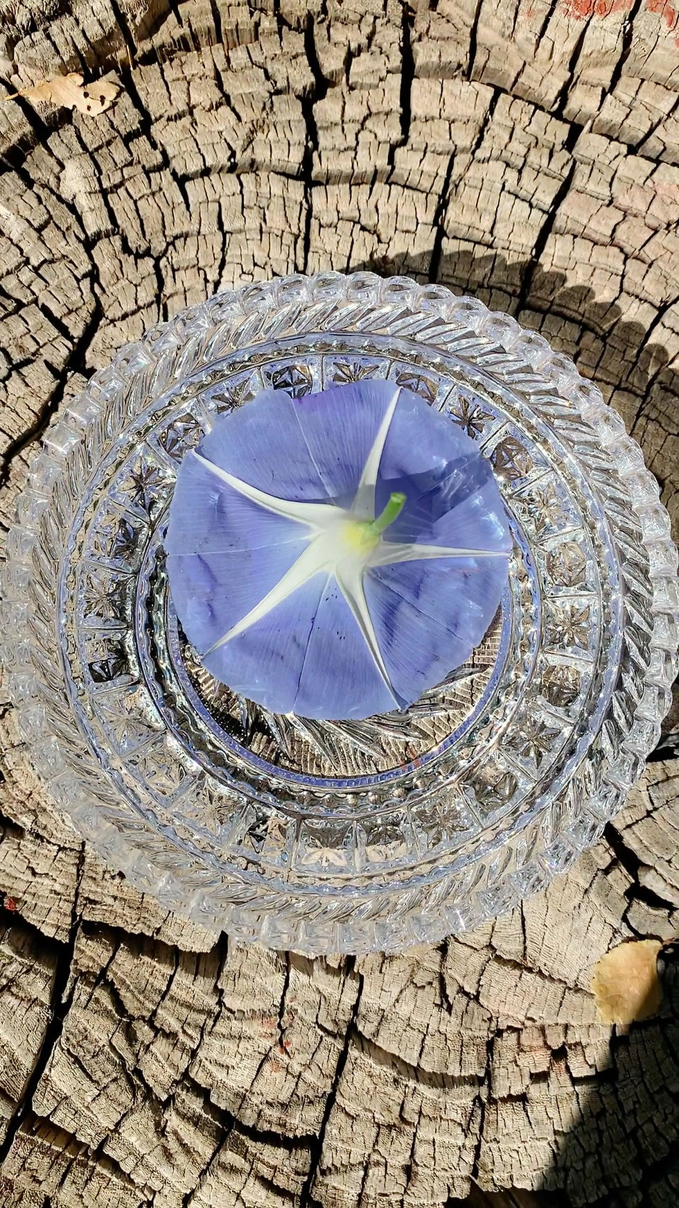 Miniatura: Morning Glory (Blue) Flower Essence