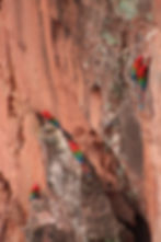 Green-winged Macaws viewed from above