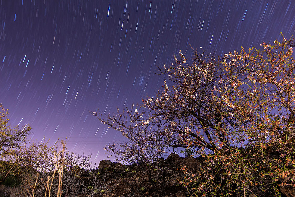 Santiago del Teide - 04/02/2014