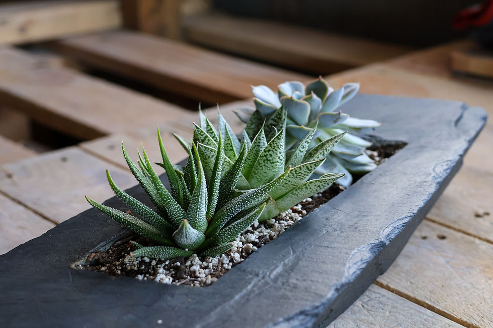 Thumbnail: Trio Egino o’r Graig - "Sprouting trio from the rock"