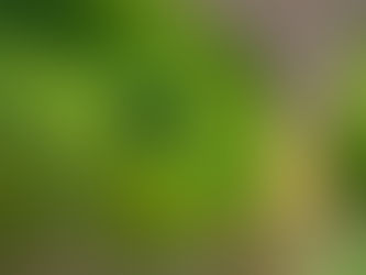 Contrôle Parasites Montréal: Tendances 