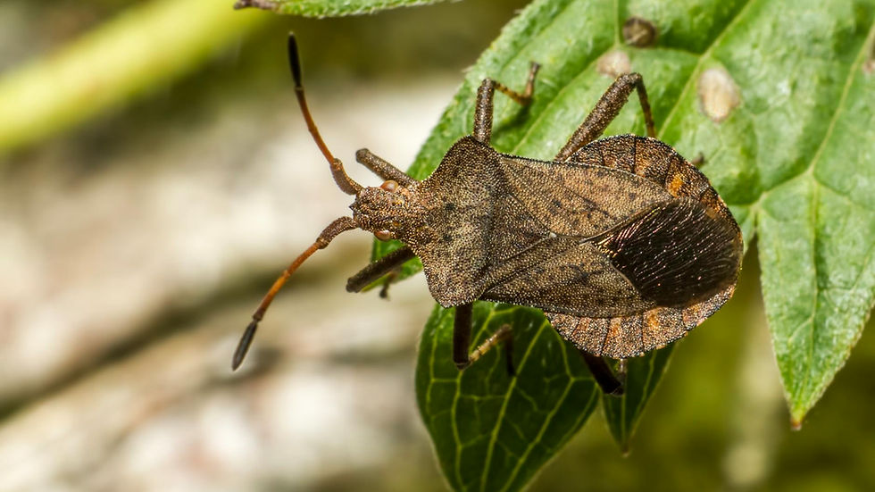 Close-up image of a Coreus marginatus bug perched on a leaf in nature.