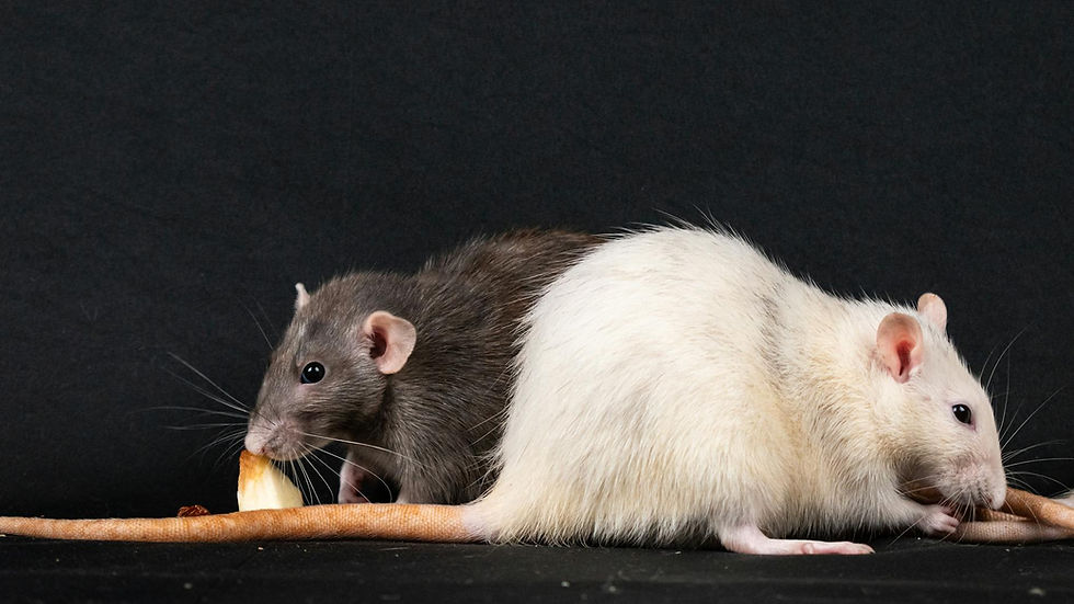 Two pet rats enjoying food against a black background, highlighting rodent companionship.