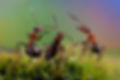 ant dance_edited_edited.jpg