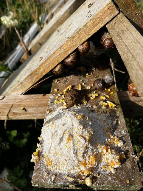 Close-up view of a snail on a green leaf