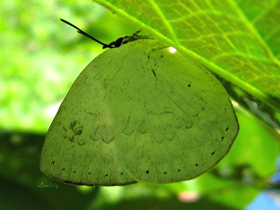 SUNBEAM ♀