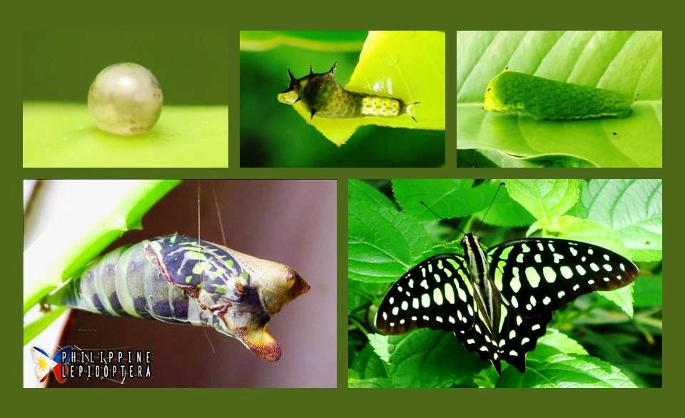 Life Cycle Butterflies