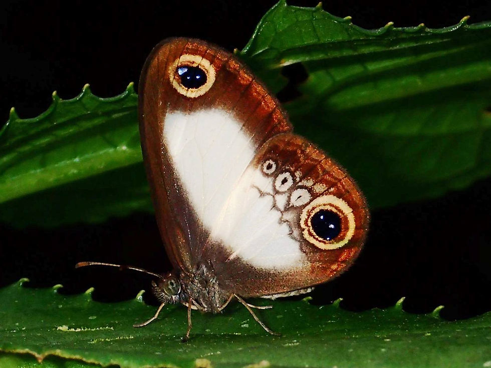 PALE RINGLETS