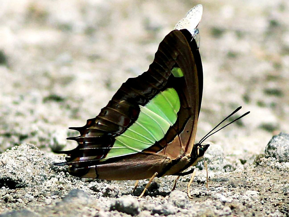 COMMON NAWAB ♂