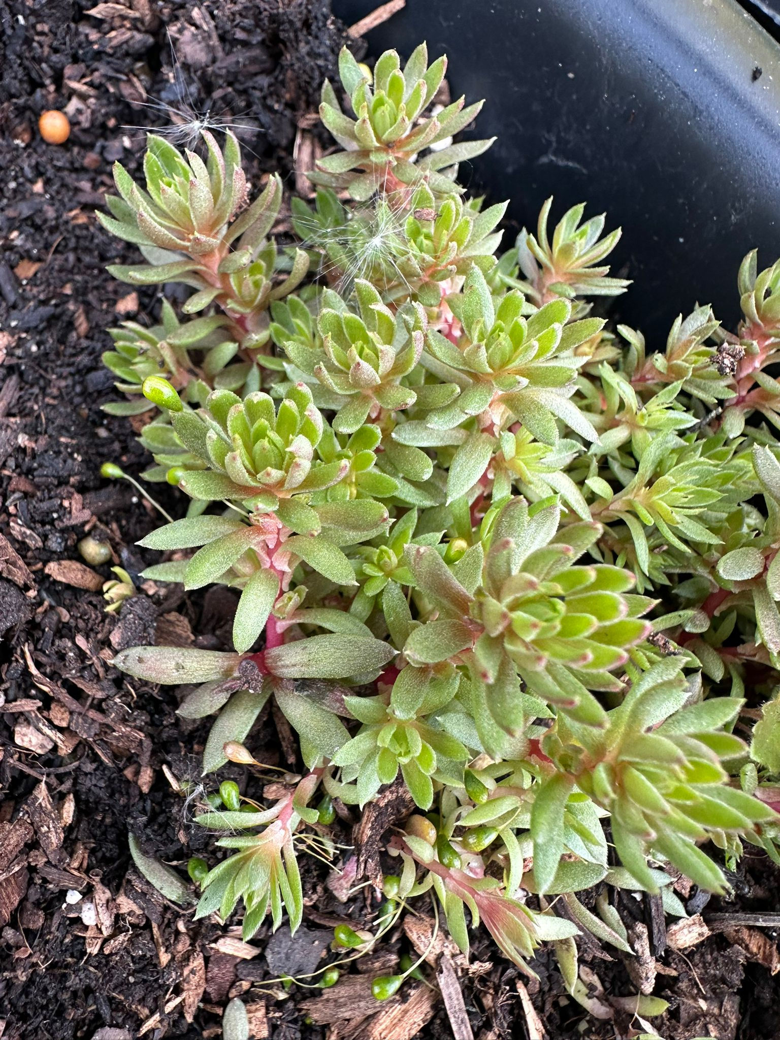 Sedum petrosedum ‘Red’