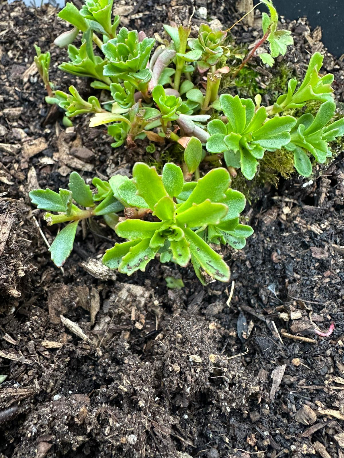 Sedum Weiheinerstephener ‘Gold’ at Plants Let's Grow