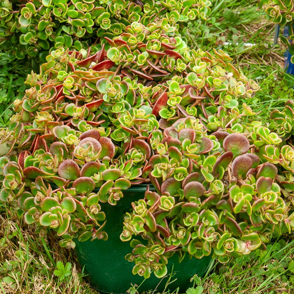 Sedum Makioni "Coral Reef"