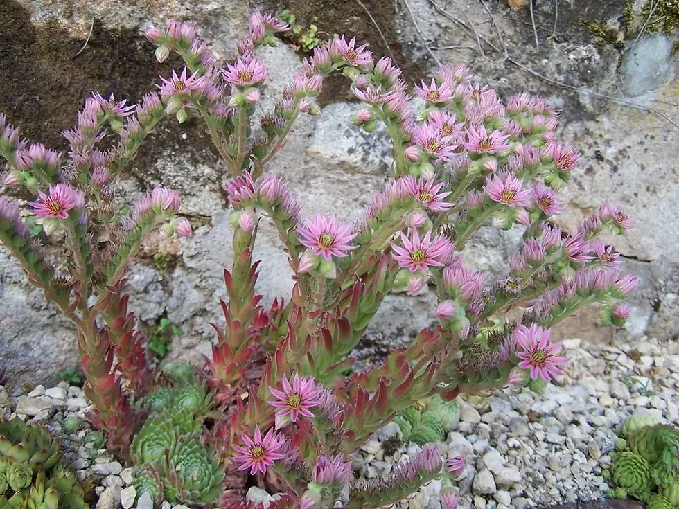 Thumbnail: Sempervivum - Moekerks Merit