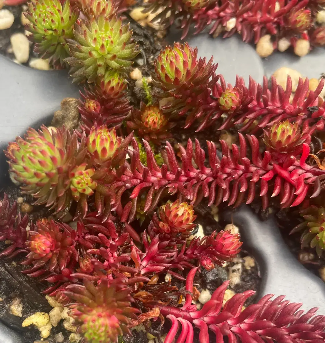 Stunning and rare Petrosedum red "Winter Fire"