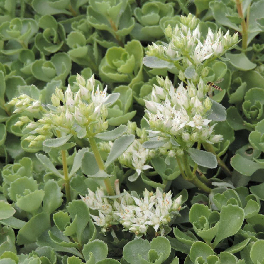 Delightful Sedum Spurium "Summer Snow"